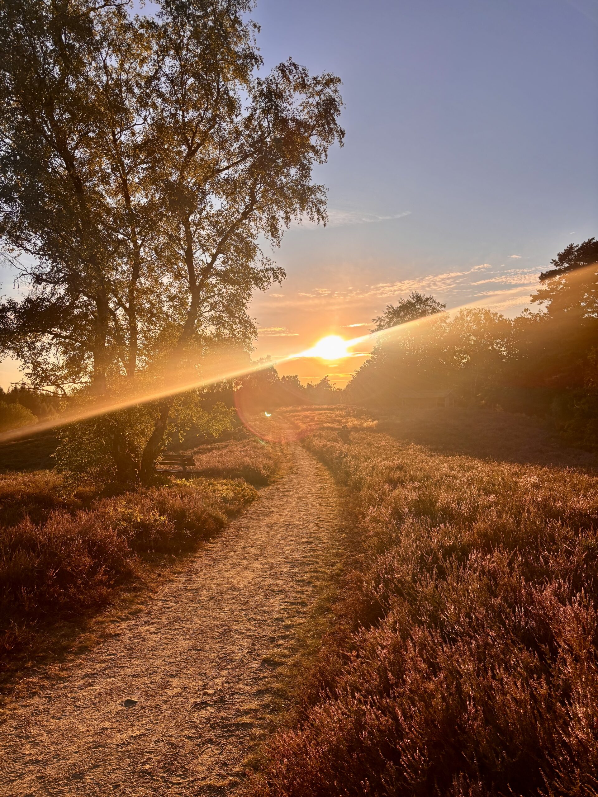 Partielle Sonnenfinsternis an der Birkenbank